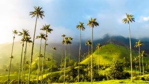 Salento_Valle_del_Cocora_Kolumbien
